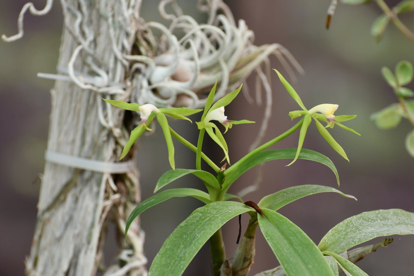Epidendrum lacertinianum